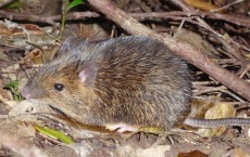 Amami Spiny Rat (IMAGE)