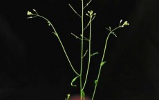 Plants Adapt the Iron Acquisition in their Roots to their Current Requirements