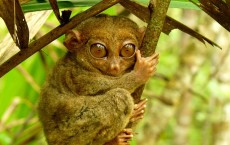 Tarsier