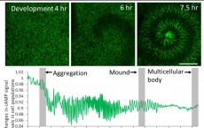 Fluorescence Imaging of cAMP Signaling in Cell Populations (IMAGE)