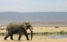 African Elephant (Loxodonta africana) (IMAGE)