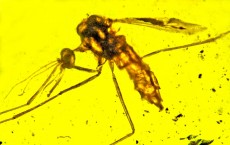 Cretaceous Mosquito (IMAGE)