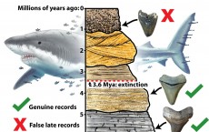 Extinction of the Megalodon (IMAGE)