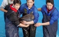 Yangtze Finless Porpoises Close To Extinction