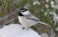 Mountain Chickadees Live Year-Round in Harsh Sierra Nevada Climate (IMAGE)