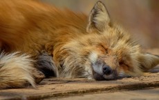 Resting Fox