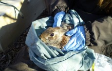 New England Cottontail