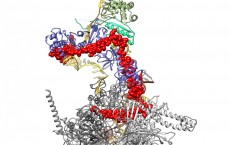 3D Structure of the Protein Complex (IMAGE)