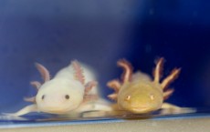 Axolotls at the Marine Biological Laboratory, Woods Hole (IMAGE)