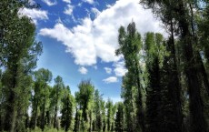 Narrowleaf Cottonwood Trees (IMAGE)