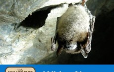 White Nose Syndrome 