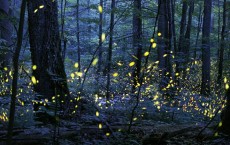 Synchronized Fireflies (IMAGE)