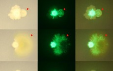 Bacillus Bacteria (IMAGE)