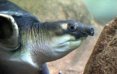 Pig-Nose Turtle