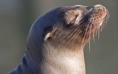 Sea Lion