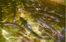 Atlantic Salmon Adults