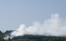 Forrest Fire