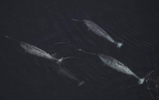 Narwhals Spend at Least Half their Time Diving for Food, but Can Fast for Several Days after Meal (IMAGE)