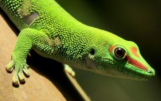 Geckko