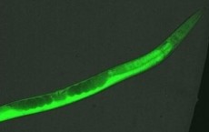 Roundworm (IMAGE)