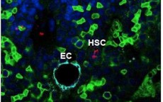 Hematopoetic Stem Cell In Niche (IMAGE)