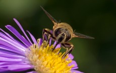 Study Links Pesticides Exposure to a Reduced Size of Worker Bumblebees