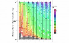 New machine learning model describes dynamics of cell development (Image)