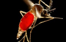 Capturing mosquito waste could speed up virus detection