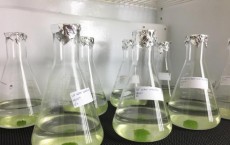 Researchers remove harmful hormones from Las Vegas wastewater using green algae