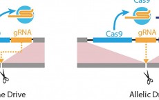 Next-generation gene drive arrives