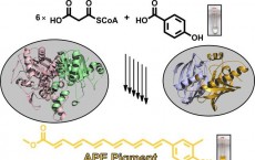 Biosynthesis of widespread pigments from bacteria revealed