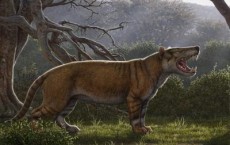 Fossils found in museum drawer in Kenya belong to gigantic carnivore