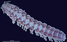 Glowing millipede genitalia help scientists tell species apart