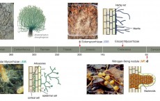 Plants and microbes shape global biomes through local underground alliances