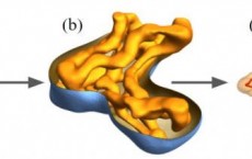 3D modelling identifies nutrient exchange in the human placenta