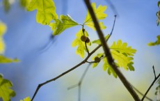 White Oak Galls (IMAGE)