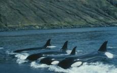 Family Crucial to Orca Survival (IMAGE)