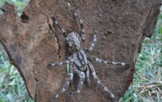 Poecilotheria rajaei Spider