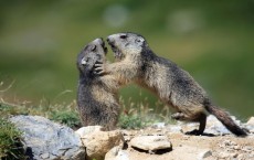 Playing Marmots (IMAGE)