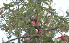 Tien Shan Wild Apples (IMAGE)