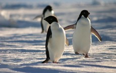 Adelie Penguin