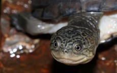 West African Mud Turtle