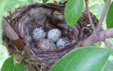 Songbird Nest