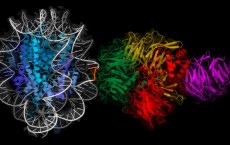 Visualizing the Protein Binding (IMAGE)