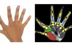 Six Fingers Per Hand (IMAGE)