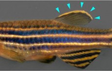 Zebrafish (IMAGE)