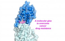 Small Molecule Drug May Prevent Chemotherapy Resistance (IMAGE)