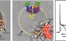 TPC1 Ion Channel (IMAGE)