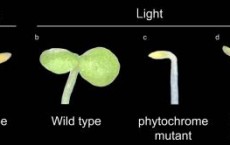 Arabidopsis Seedlings (IMAGE)