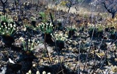 Plants in the Brazilian Savanna (IMAGE)